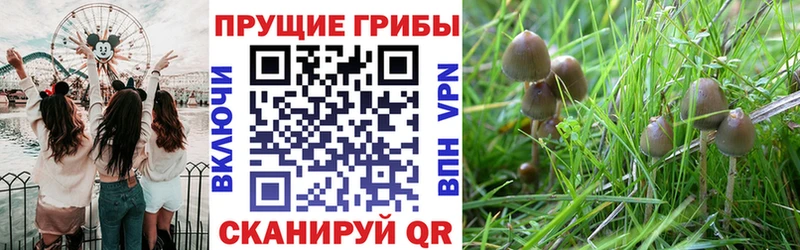 Псилоцибиновые грибы мухоморы  закладка  omg ссылки  Ульяновск 